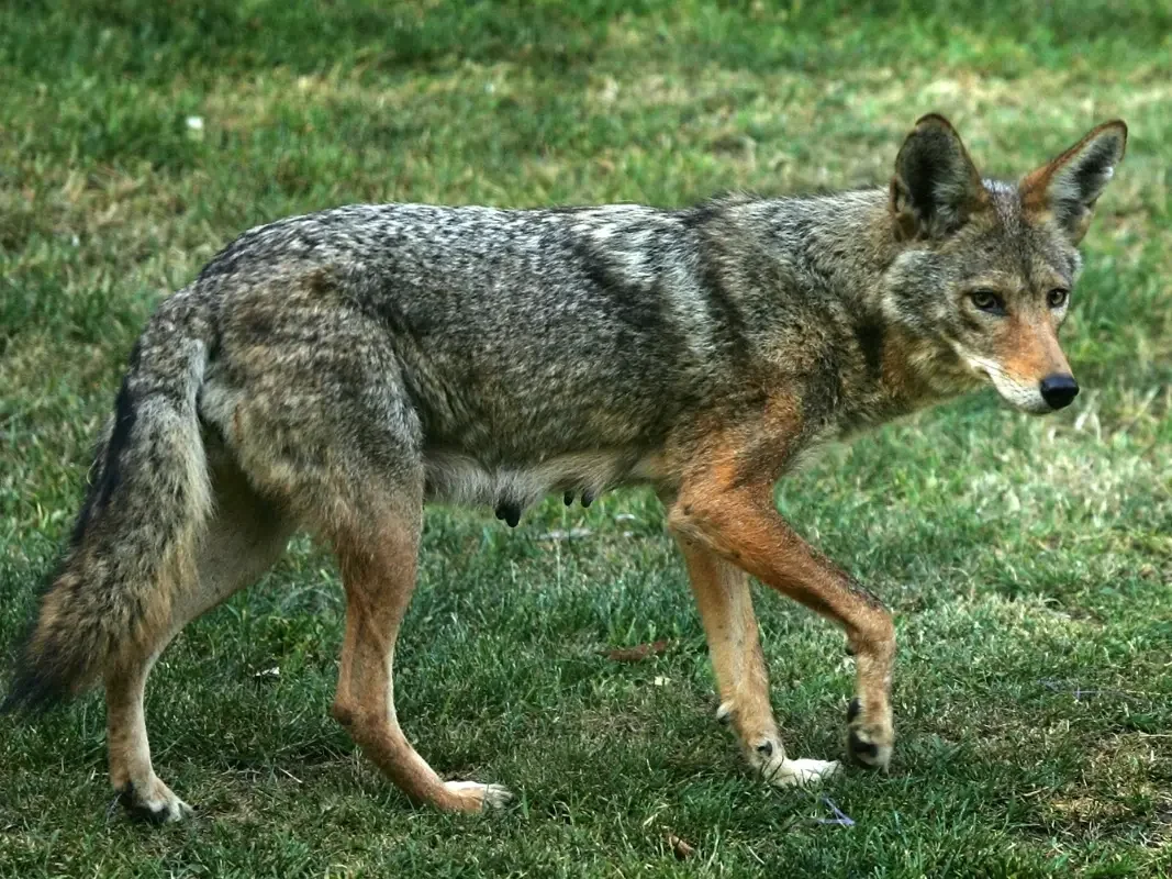 Coyote Walking