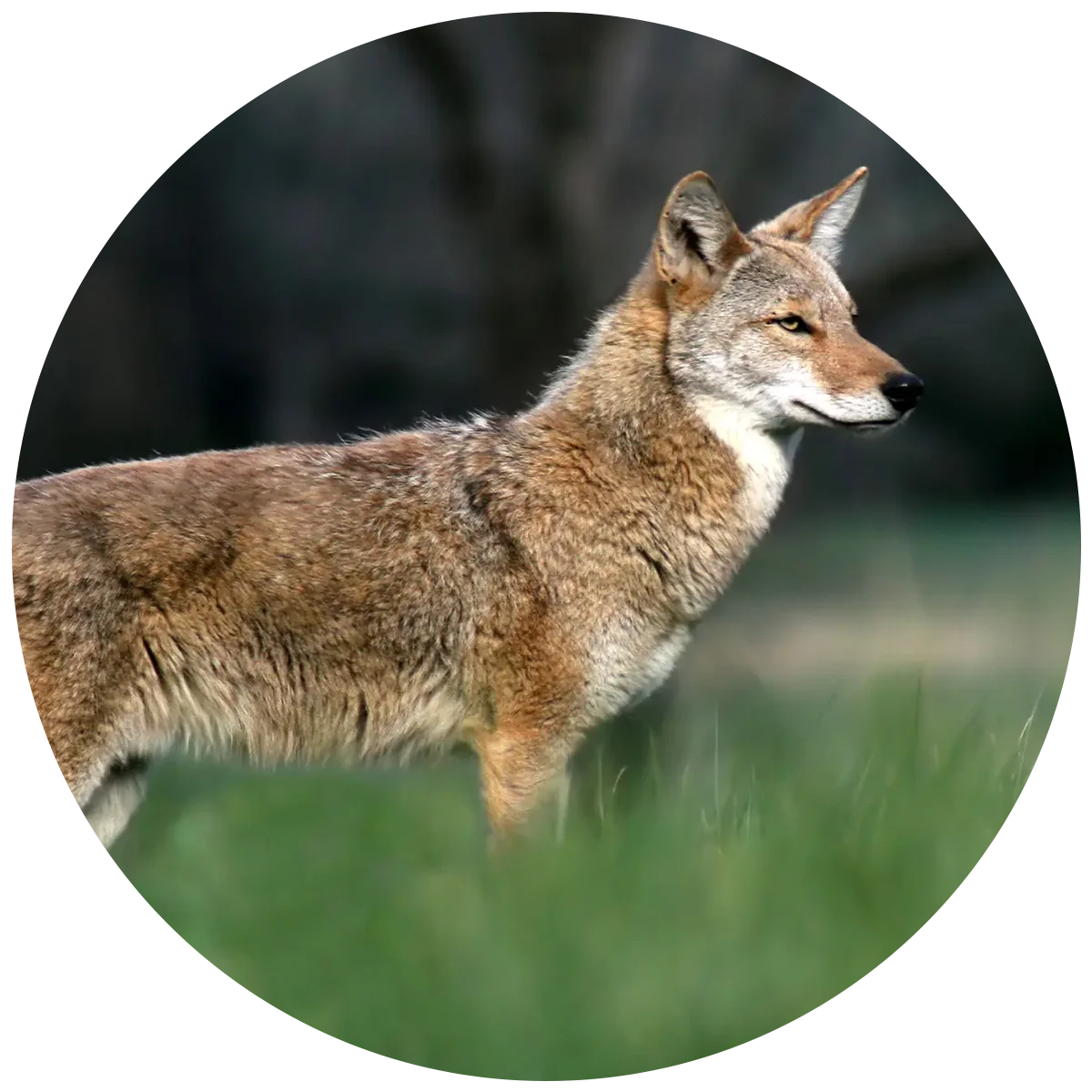 Healthy Coyote